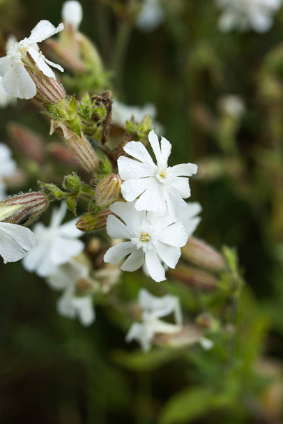 Silene latifolia, valkoinen campion kukka makro
 - Valokuva, kuva