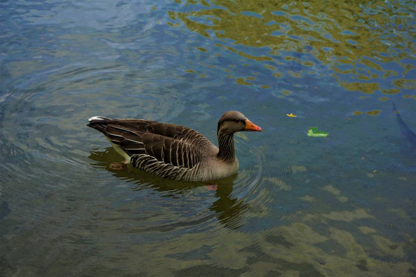 Single greylag goose spotted in the English Garden in Munich - Photo, Image