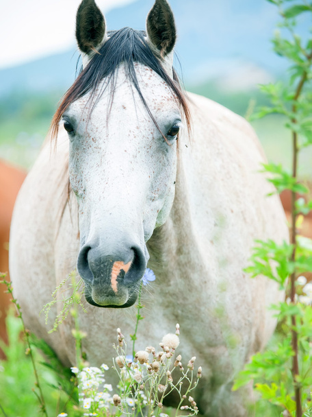 portrait of purebred speckle - gray arabian mare at the pasture. - Photo, image