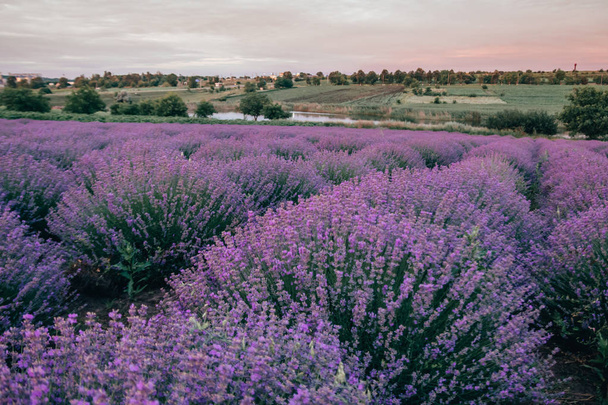 Lavendelfeldansicht - Foto, Bild