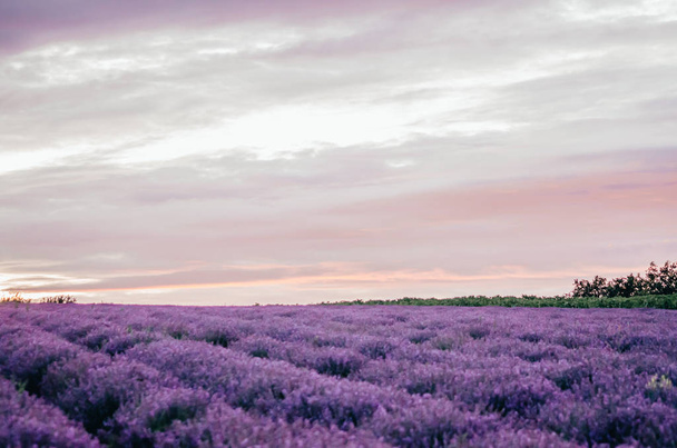 Lavendelfeldansicht - Foto, Bild