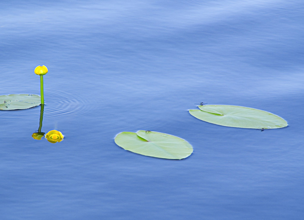 The water lilies - Photo, Image