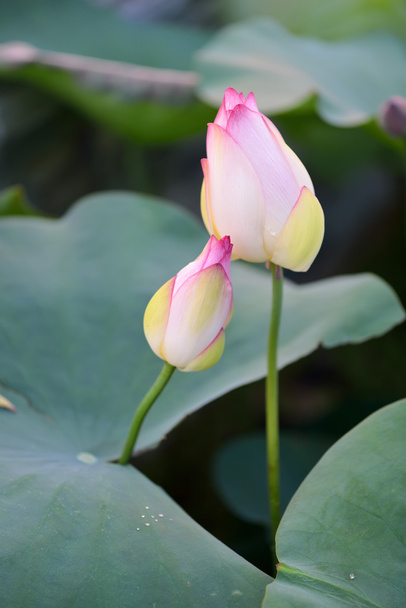 kwitnący kwiat lotosu - Zdjęcie, obraz