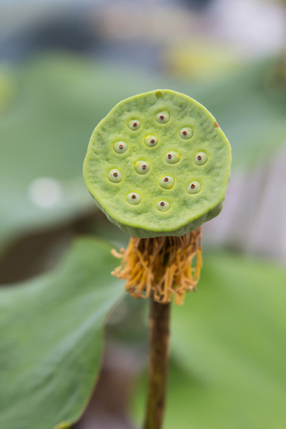 Lotus seeds - Фото, изображение