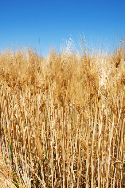 Пшеничные уши
 - Фото, изображение