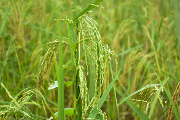 Riz et grains de riz dans les champs verts
 - Photo, image