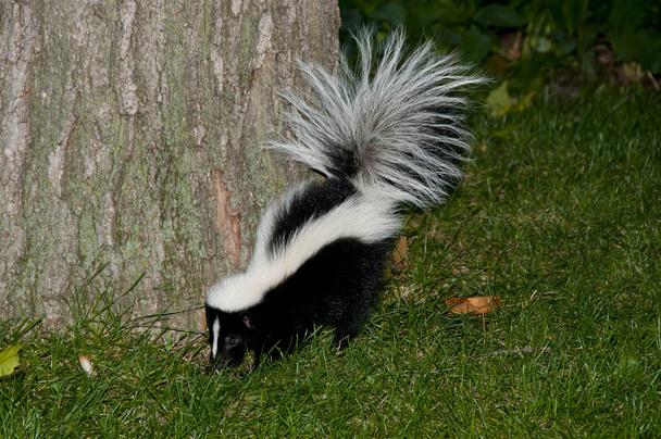 Skunk em um pátio do quintal
 - Foto, Imagem