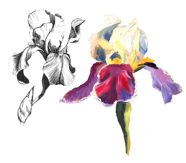Hand drawn graphic flower black iris line up and oil painted plant. Floral element on white background - Photo, image