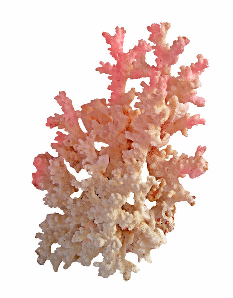 beyaz arkaplanda izole mercan - Fotoğraf, Görsel