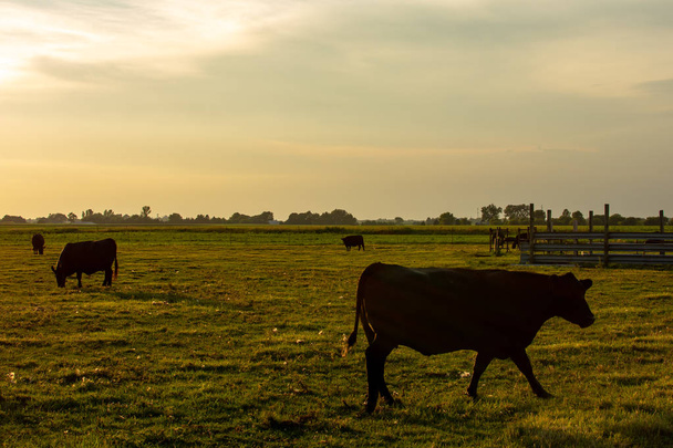 Mucche al tramonto
. - Foto, immagini