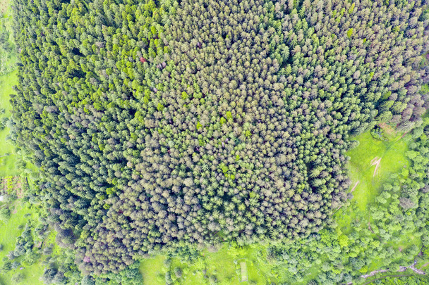 A tűlevelű erdők fenti nézete - Fotó, kép