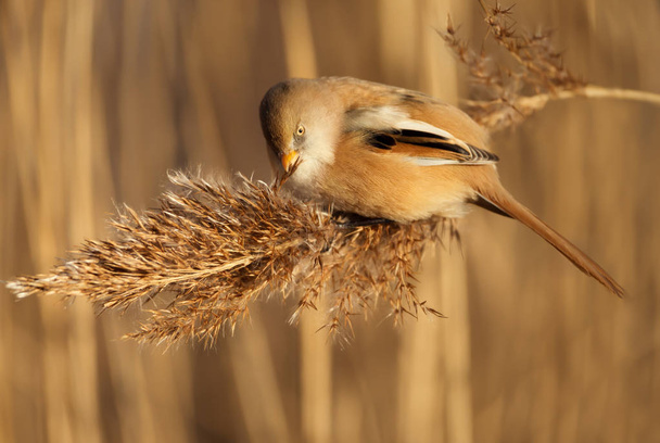 Bearded tit feeding on reeds in wetlands - Foto, afbeelding