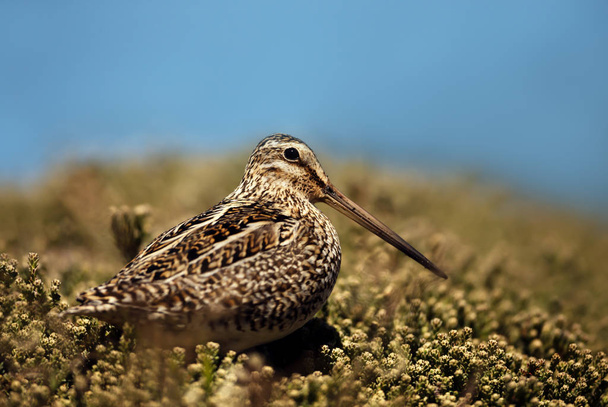 Close up of a south american snipe - Photo, Image
