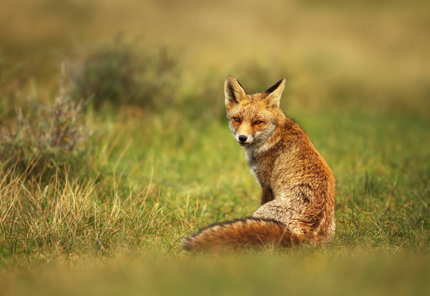 Primer plano de un zorro rojo sentado en la hierba
 - Foto, Imagen