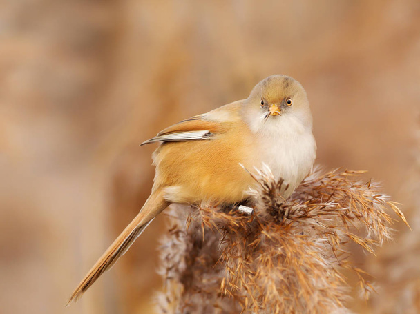 Bearded tit feeding on seeds in a reed bed - Photo, Image
