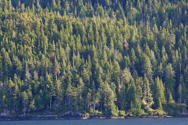 Sidelit arbres sempervirents du Passage Intérieur, Alaska
. - Photo, image