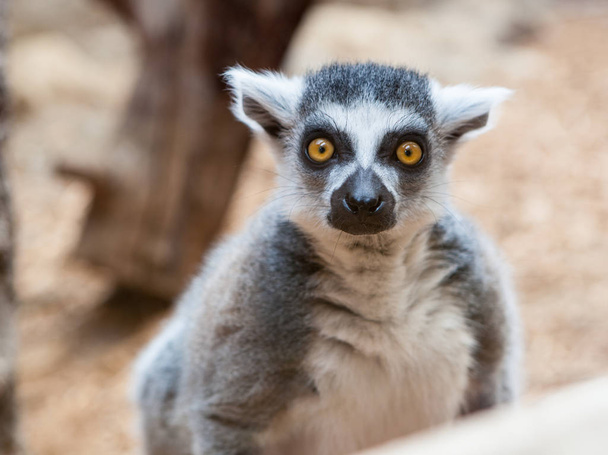 Zoogdieren primaten grijze ring staart Lemur gezicht close-up - Foto, afbeelding