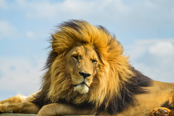 Крупный план величественного молодого коричневого льва во время южноафриканского сафари
 - Фото, изображение