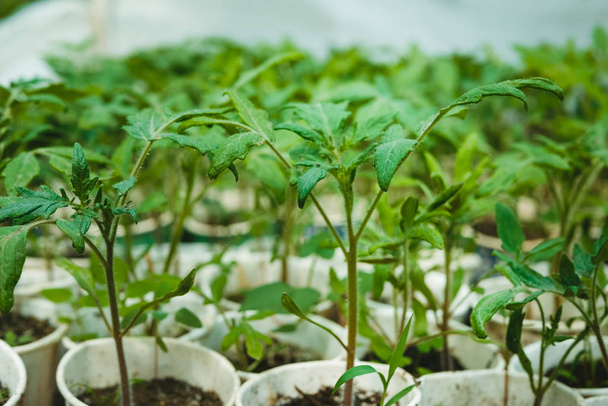 Fresh Tomato seedlings in Greenhouses, Spring time - Foto, afbeelding