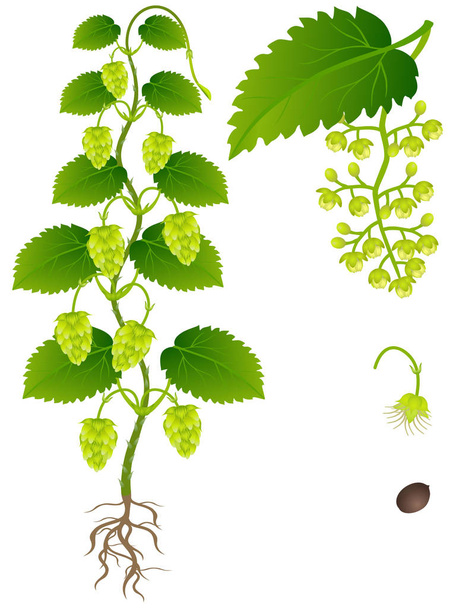 eine Illustration, die Teile der Hopfenpflanze auf weißem Hintergrund zeigt. - Vektor, Bild