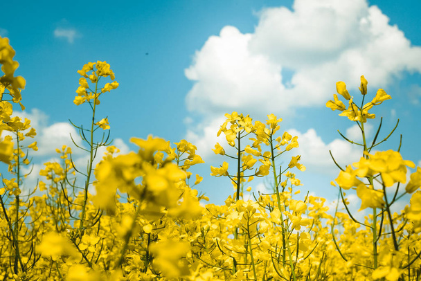 Rapeseed field, Blooming canola flowers close up. Flowering rapeseed. Against the blue sky with clouds - Fotografie, Obrázek