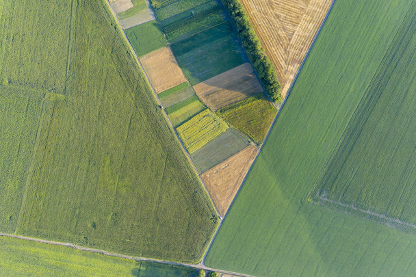 Abstract geometric shapes of agricultural parcels of different crops in yellow and green colors. Aerial view shoot from drone directly above field - Fotoğraf, Görsel