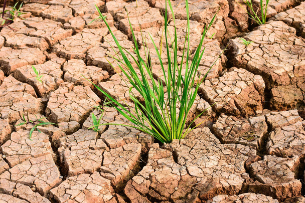 Plantas de arroz verde em solo seco e rachado Os efeitos do aquecimento global em El Nino na região tropical do Sudeste Asiático
 - Foto, Imagem