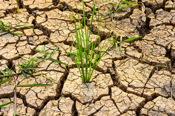 Green rice plants on dry and cracked ground The effects of global warming in El Nino in the tropical region of Southeast Asia - Photo, Image