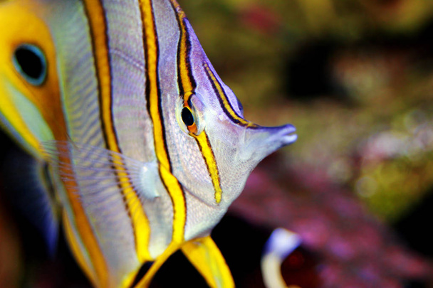 Copperband Butterflyfish  - (Chelmon rostratus)  - Photo, Image