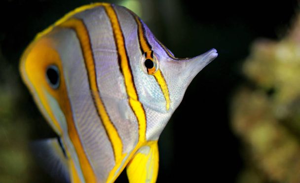 Copperband Butterflyfish  - (Chelmon rostratus)  - Photo, Image