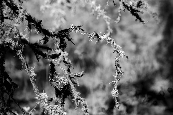 Czarno-białe zdjęcie z mech pokryte gałąź świerk drzewa w cieniu Taiga Północnej Yakutia. - Zdjęcie, obraz