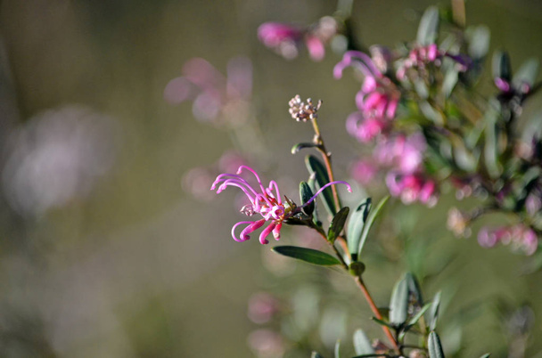 Delicate bloemen van de Australische inheemse roze spinnenbloem, Grevillea sericea, familie Proteaceae, Royal National Park, Sydney, Australië.  - Foto, afbeelding