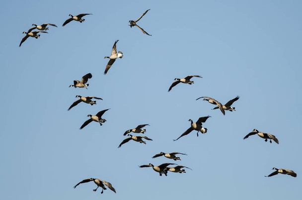 Whiffling Flock of Canada Gansos chegando para pousar em um céu azul - Foto, Imagem