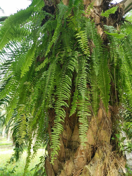 Папороть ноги Білка росте на і над товстою корою Пальмовий стовбур дерева
. - Фото, зображення