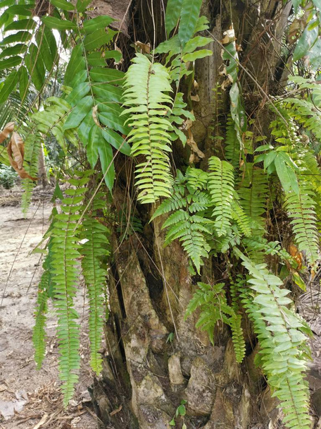 Squirrel's foot fern grows on and over thick bark Palm tree trunk. - Photo, Image