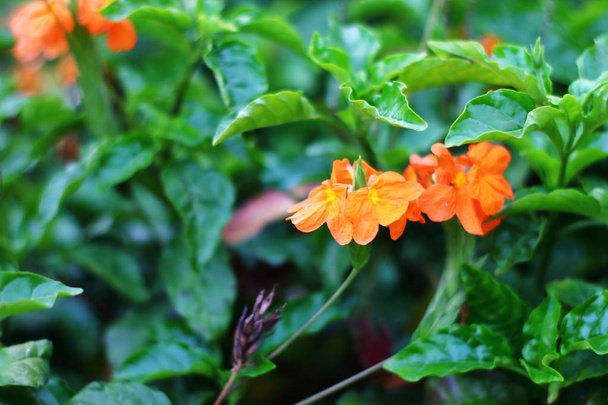 belles fleurs orange vif lumineux de Crossandra infundibuliformis
 - Photo, image