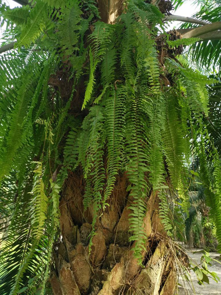 Helecho pie de ardilla crece sobre y sobre corteza gruesa tronco de palmera
. - Foto, imagen