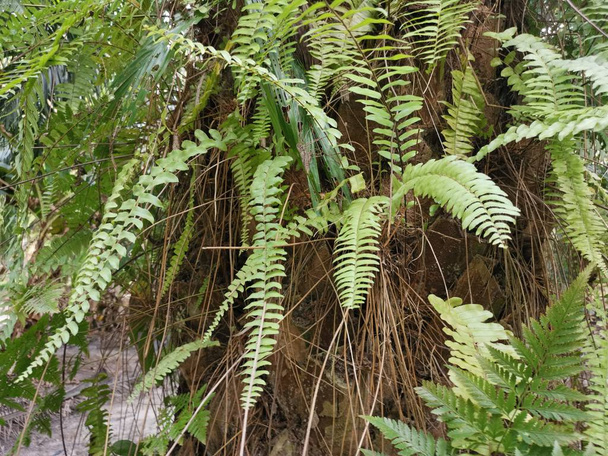 Sincap ayak eğrelti otu ve kalın kabuğu Palmiye ağacı gövde üzerinde yetişir. - Fotoğraf, Görsel