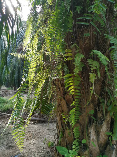 Squirrel's foot fern grows on and over thick bark Palm tree trunk. - Photo, Image