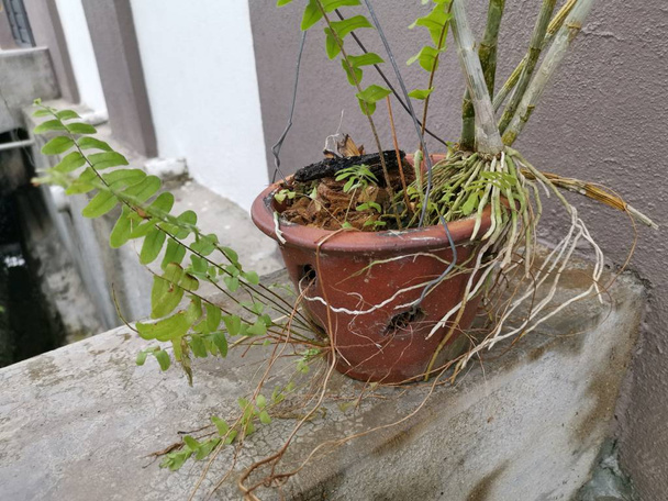 squirrel's foot fern plant in the pot - Photo, Image