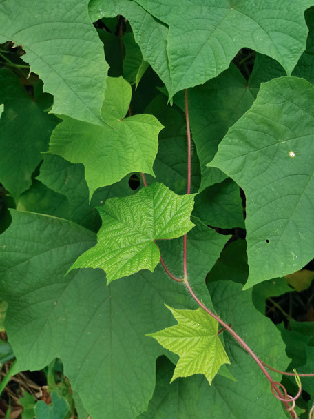 selvatico strisciante ipomoea verde pianta
 - Foto, immagini