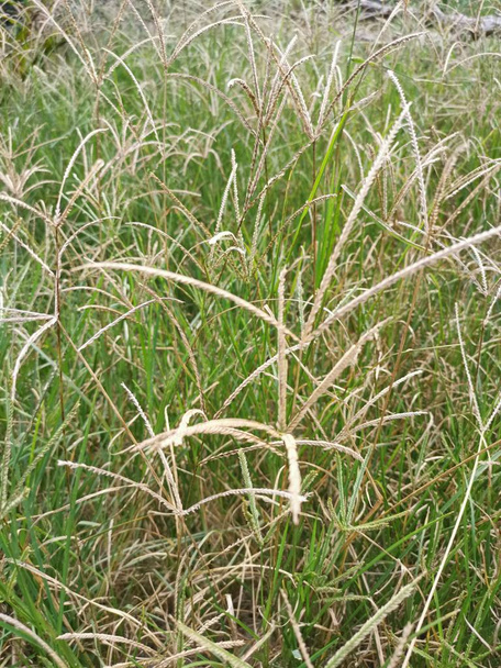 дикая трава гусей растет дико на поле
. - Фото, изображение
