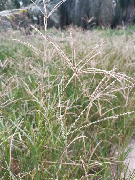 Wild goosegrass Weed groeit wild op het veld. - Foto, afbeelding