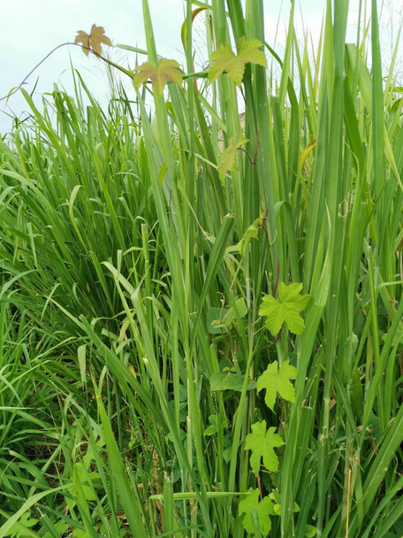 μακρύ πράσινο χοντρό γρασίδι στο άγριο πεδίο - Φωτογραφία, εικόνα