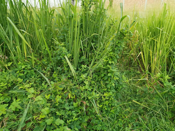 野生の野原の長い緑の粗い草 - 写真・画像