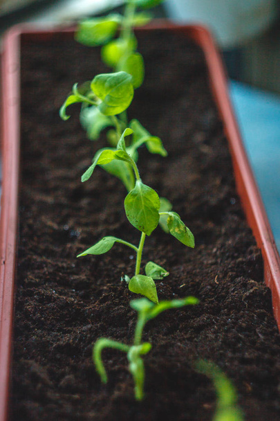 Plantas jóvenes plántulas se plantan en una fila en las macetas balcón, primer plano. Estilo de vida
 - Foto, imagen