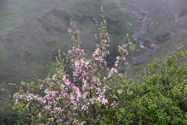  Fruit tree blossoms in march. Beginning of spring. Apple tree blossoms. Raceme of apple tree. Blossom blooming on tree in springtime.  Blossoming apple tree flowers with green leaves. Apple flowers with pink and white petals with a river and grassla - Photo, Image