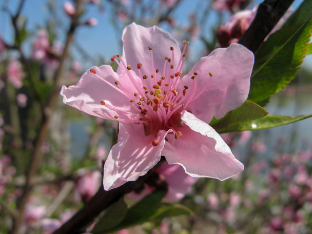 Pfirsichbaum blüht am sonnigen Tag. Frühlingsanfang. Blüten mit rosa Blütenblättern im Frühling - Foto, Bild