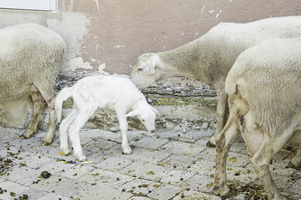 Carne de ovino
 - Foto, imagen