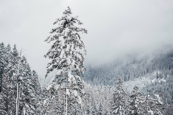 Snow-covered winter forest and the high foggy snow-covered mountain in background - Photo, Image